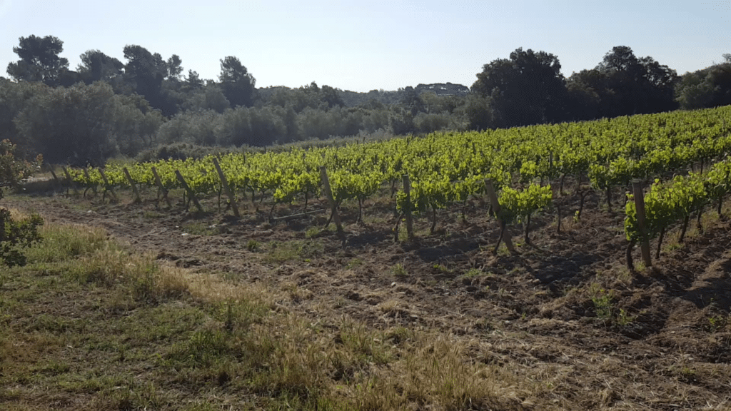Région viticole qui porte la Dénomination d’origine Empordà (DO Empordà)