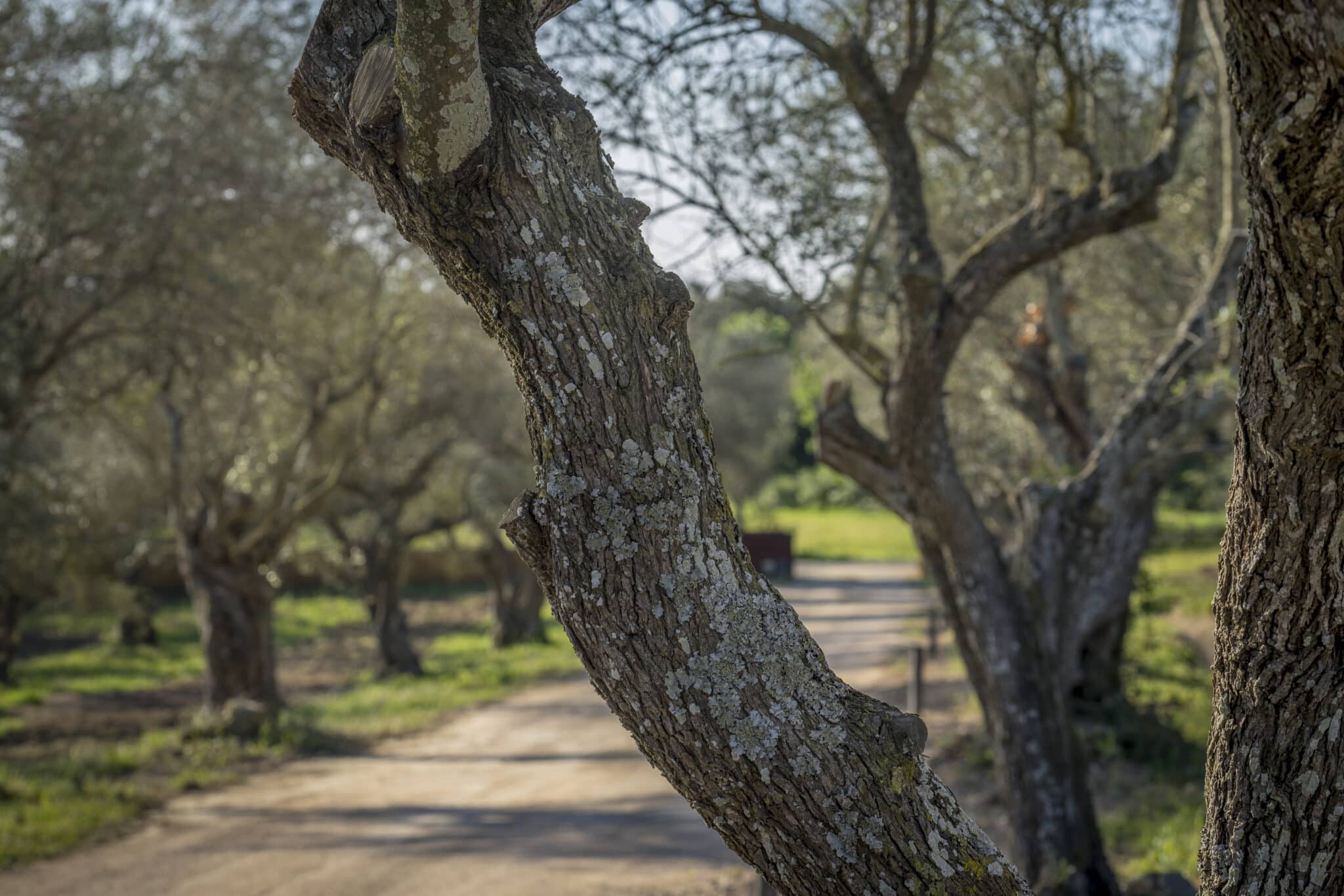 Mas-Del-Sol-La-Nature-aux-alentours-1
